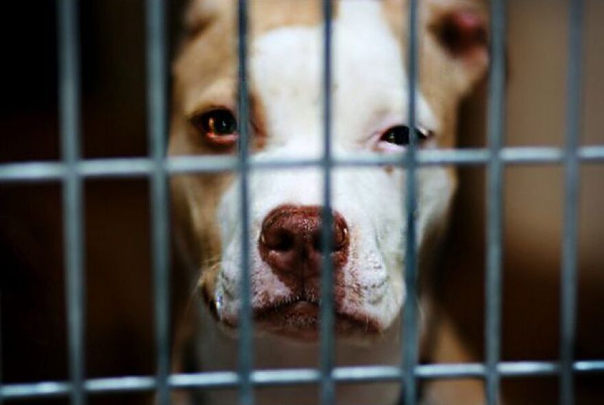 caged-pit-bull.jpg