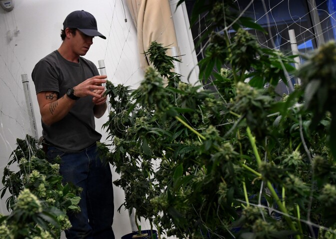 A worker tends to cannabis plants growing at the Perennial Holistic Wellness Center, a marijuana dispensary in Los Angeles, California, on March 24, 2017. 
