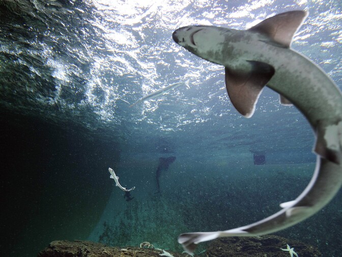 A picture taken on April 5, 2013 shows a smooth-hound shark (L) with an adult female (foreground, R) in the aquarium of Talmont-Saint-Hilaire, western France. Three females gave birth in captivity to twenty five smooth-hound sharks measuring betwen 20 and 30 cm (8 to 12 inches). The aquarium keeps twelve females caught by fishermen of Les Sables d'Olonne one year ago. AFP PHOTO/ JEAN-SEBASTIEN EVRARD        (Photo credit should read JEAN-SEBASTIEN EVRARD/AFP/Getty Images)