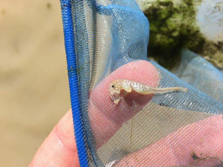 After the abundant winter rains, biologist Tony Bomkamp found endangered Riverside fairy shrimp living in a vernal pool in Costa Mesa's Fairview Park. 