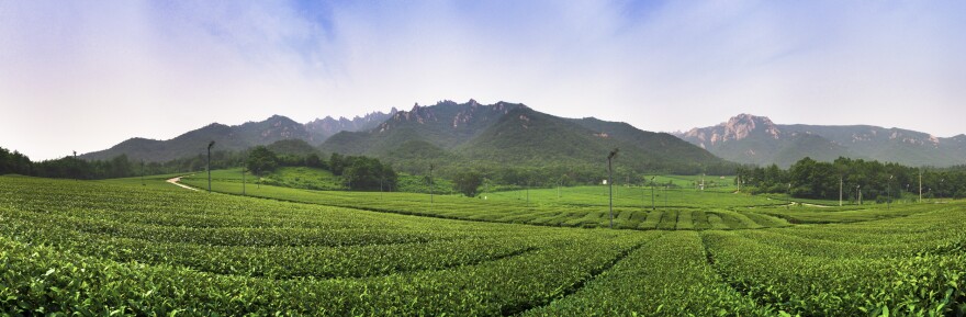 2013, Green tea fields in Wolchul Mountain, South Korea.