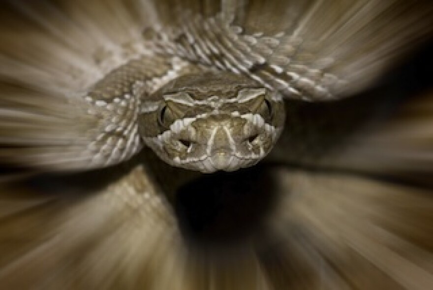 scaryrattlesnake.jpg