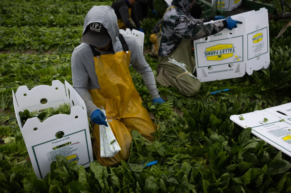 Farmworkers, wearing hats, hoodies, aprons, and gloves, are putting green produce into white boxes.