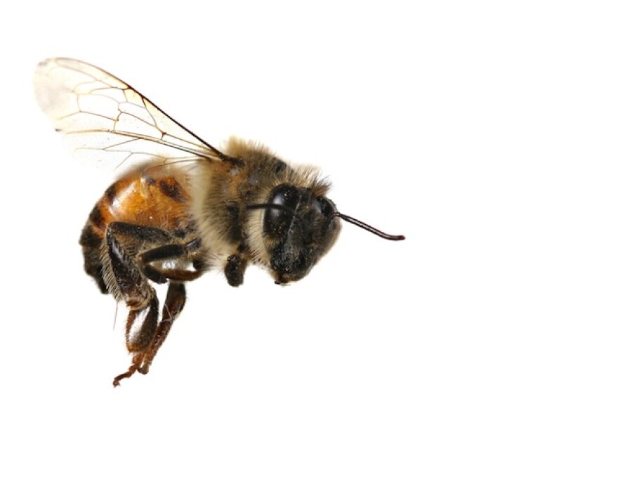 bee.jpg