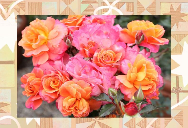An array of gorgeous roses in different shades of orange and pink
