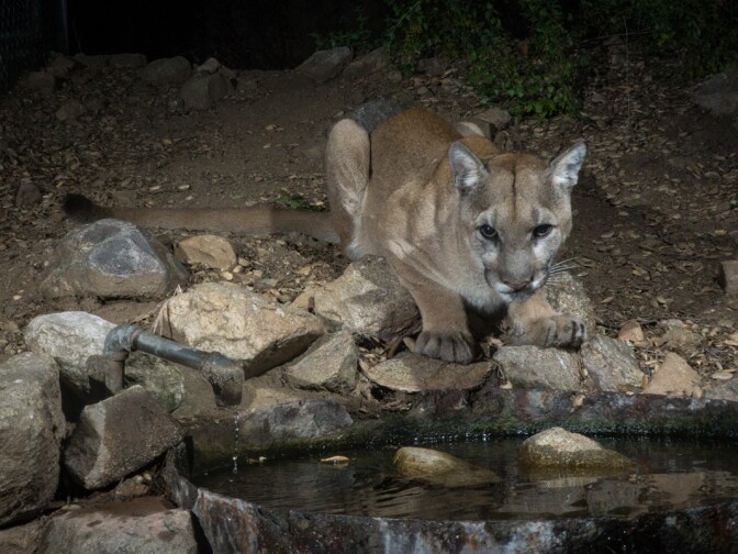 The new male mountain lion, affectionately called Adonis, in the Verdugo mountains.