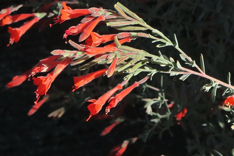 small, orange-red tubular flowers