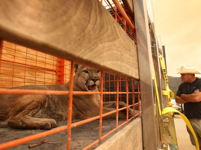 TUJUNGA, CA - SEPTEMBER 1:  A mountain lion awaits transport in a cage aboard a truck as workers and volunteers evacuate animals from the Wildlife Waystation in Little Tujunga Canyon as the 127,00-acre Station Fire draws nearer on September 1, 2009 near Tujunga, California. The wildlife sanctuary houses a large number of tigers, lions, bears, chimpanzees, mountain lions and numerous other animals in the brush-covered mountains outside of the city. The Station Fire has burned 53 homes, charred 18 percent of the Angeles National Forest and is 22 percent contained.   (Photo by David McNew/Getty Images)