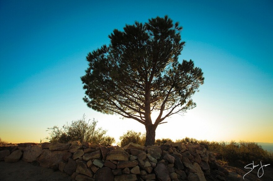 tree_of_life.jpg