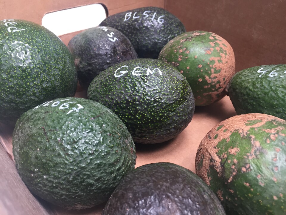 A box full of different avocado varieties grown at UCR. Among them, the Gem, which Subtropical Horticulturist Mary Lu Arpaia predicts will overtake the Hass.