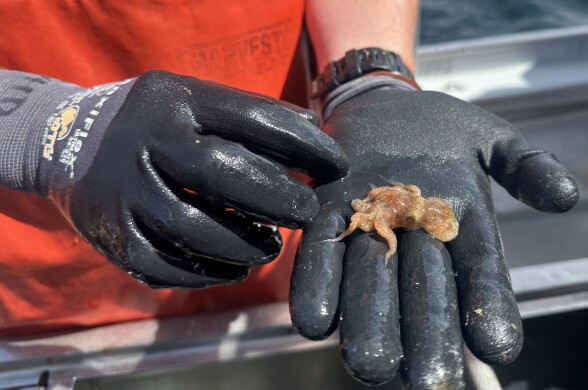 A person wearing black gloves holds a tiny, translucent octopus in his palm. The octopus is curled slightly and has a mottled brownish-orange color.