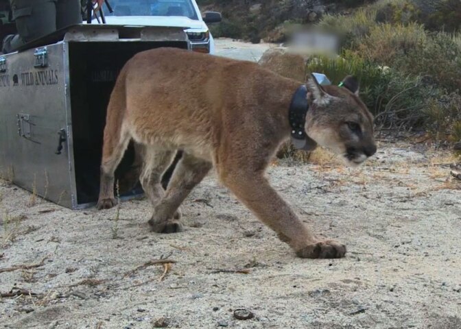 A mountain lion with golden brown hair and wearing a chunky collar exits a mental box marked "wild animals."