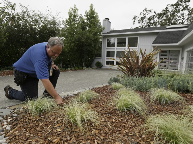 In this photo taken Tuesday, Aug. 23, 2016, city water resources specialist Randy Barron looks over a garden made to use less amount of water outside a Lomita Heights home in Santa Rosa, Calif. California water agencies that spent more than $350 million in the last two years of drought to pay property owners to rip out water-slurping lawns are now trying to answer whether the nation's biggest lawn removal experiment was all worth the cost. (AP Photo/Eric Risberg)
