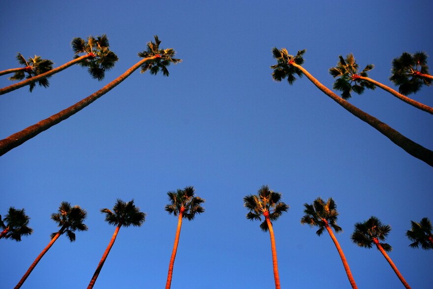 File: Canary Island palms tower above the city as the sun sets on the popular 20th century symbols of Southern California on Oct. 19, 2006 in Los Angeles.