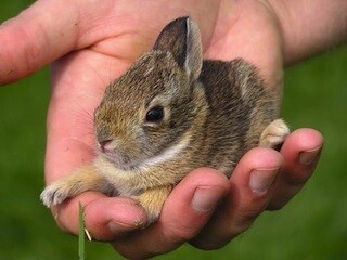 baby-bunny.jpg