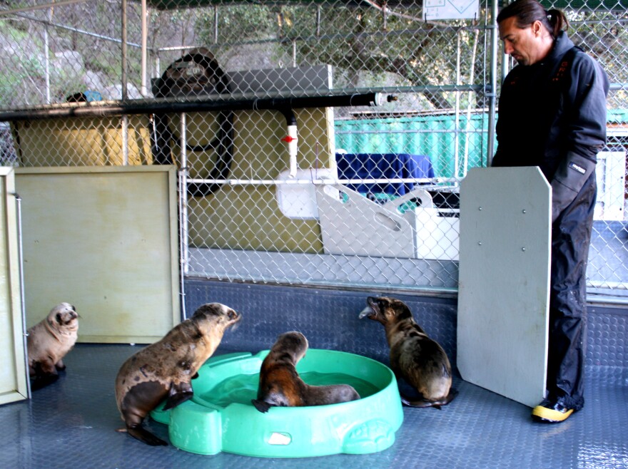 California Wildlife Center's Mike Remski uses "boarding" technique to hide himself as he feeds sea lions 1, 2, 4, and 5. They don't name them because they don't want to imprint on them.