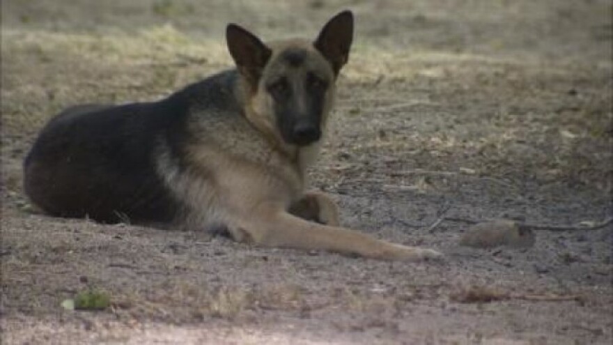 lostgermanshepherd.jpg