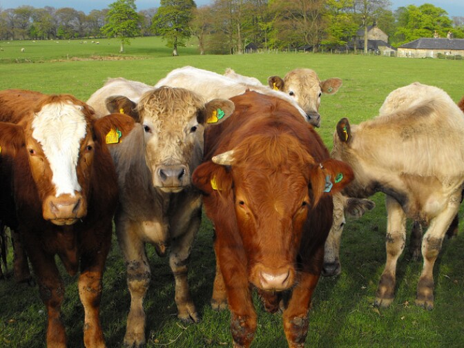 Tyson foods said it will no longer buy cattle fed Zilmax, a growth-inducing drug. What was the company's motivation for the decision?