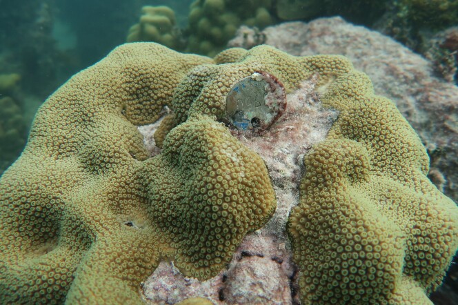 Coral Study