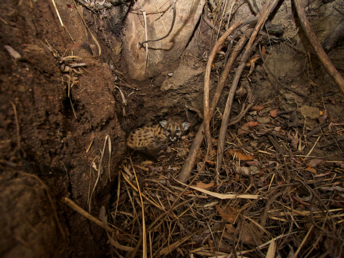 Mountain lion cub P-43 seen in her den on July 23, 2015. P-43's remains were found in September.