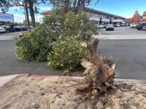 A downed tree laying on a suburban street with its roots out.