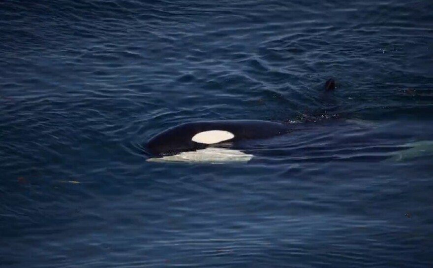 Screenshot of a video of an encounter with Granny (J2) on Earth Day 2012.