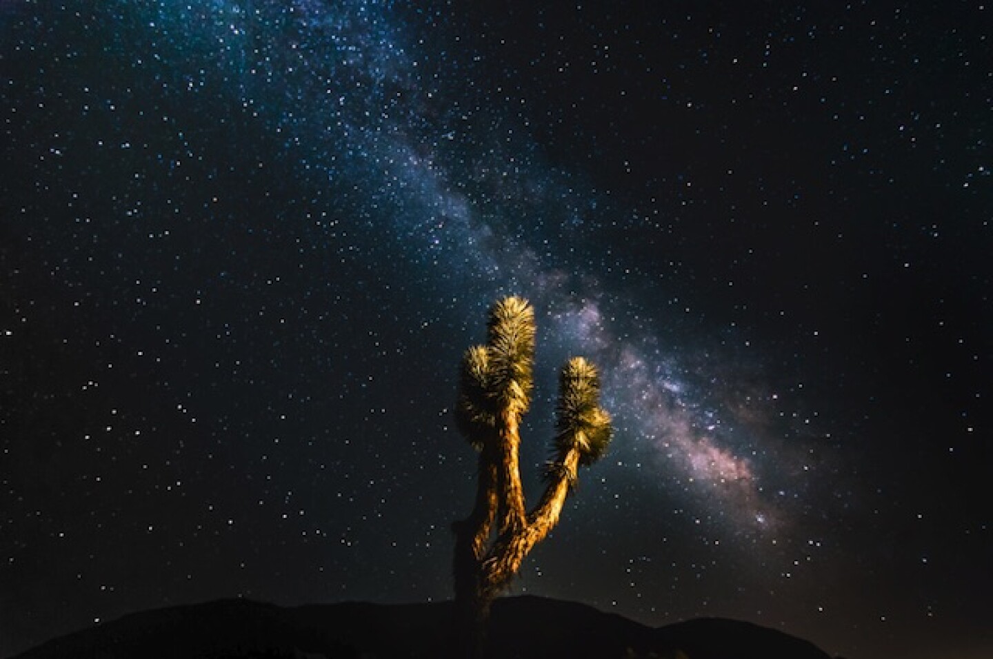 joshua_tree_night_sky.jpg