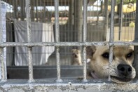 A white and brown dog sticks their nose between the bars of their outdoor kennel at Pasadena Humane. 