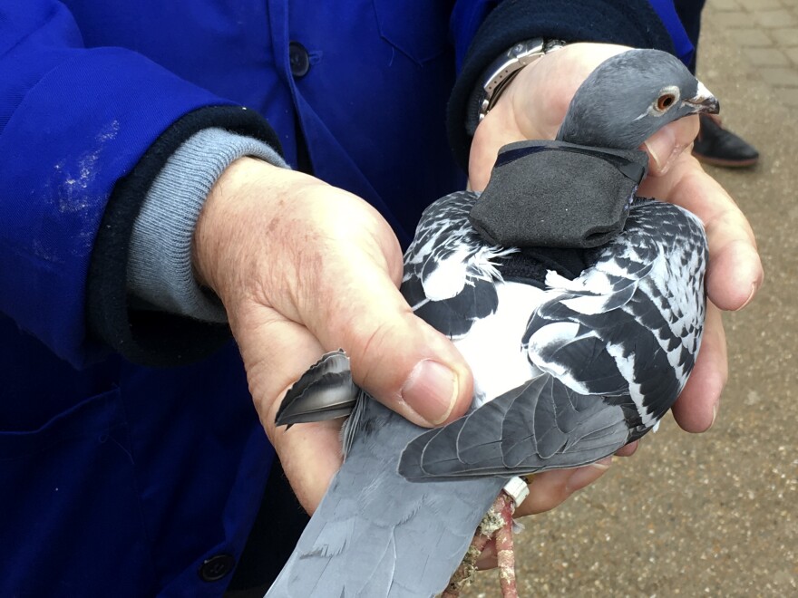 A flock of racing pigeons is helping test air quality in London. Tiny backpacks containing air quality sensors are harnessed to the pigeons before they're released.