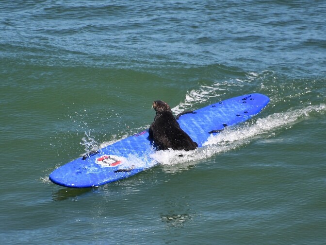 An otter leans onto a bright blue surfboard in the water