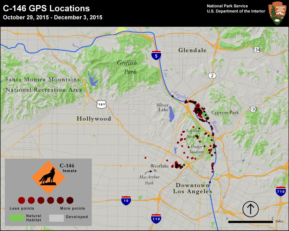 A map of C-146's movements show she primarily stayed along the Los Angeles River but traveled around Downtown before dying in MacArthur Park. 