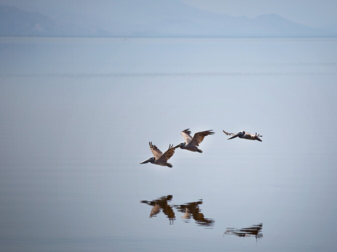 California brown pelicans fly near the seawall at the Salton Sea on Friday, May 16. The birds have given up on nesting in the Channel Islands for the year.