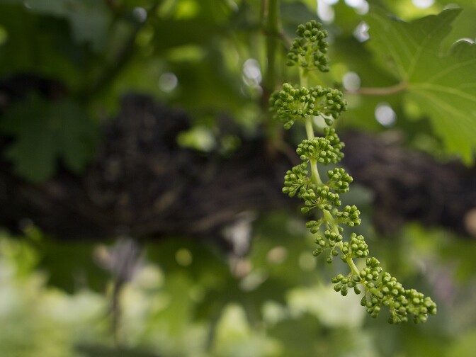 The vines on Donald Schmitz's property produce about three to five tons of grapes each year.