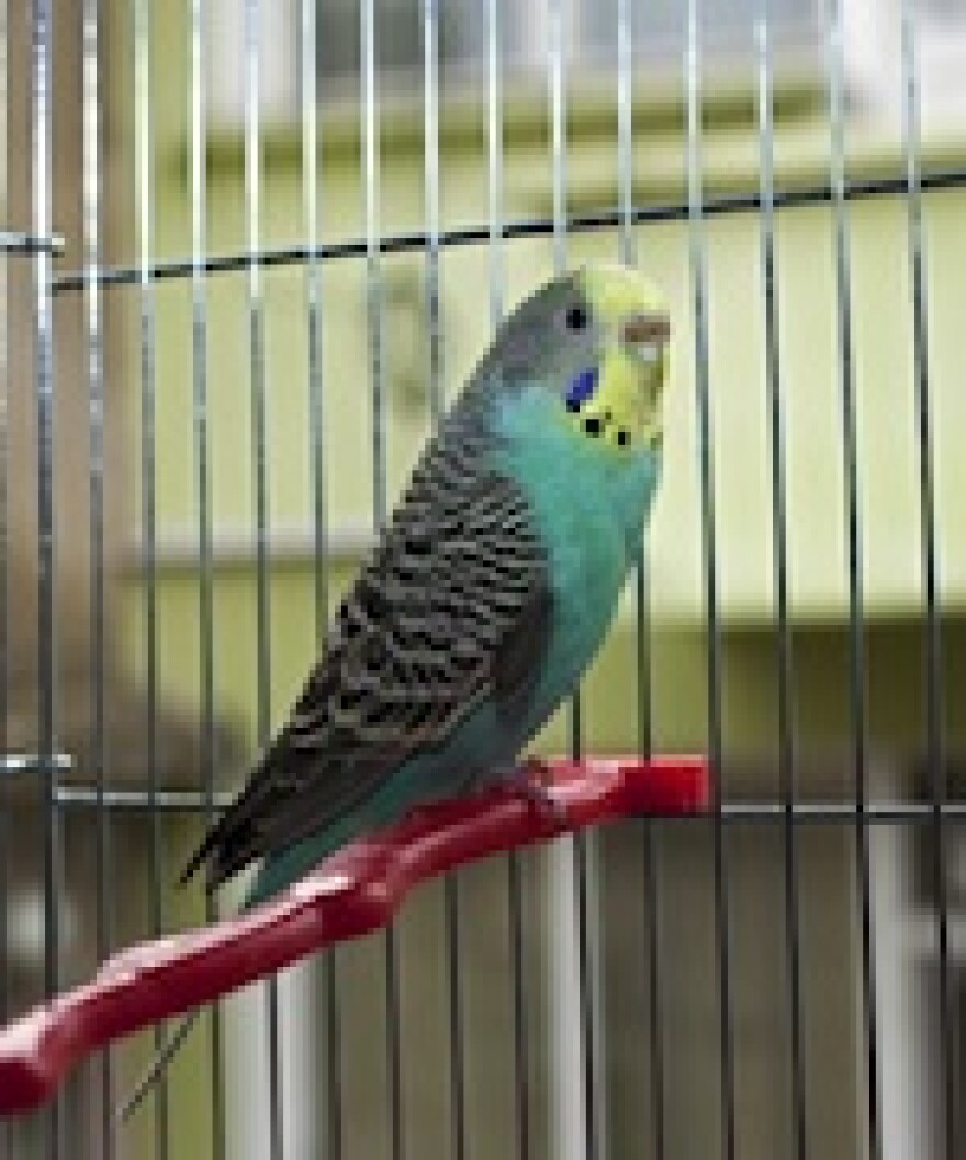 parrot.jpg