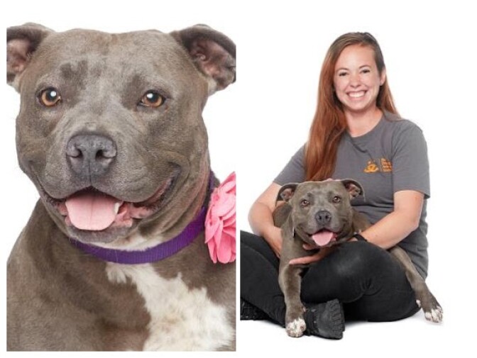 This is Bitsy, a pitbull up for adoption through Best Friends LA. Her photos have been styled to make her look as friendly as possible.
