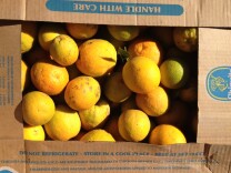 “We’ve seen extraordinary losses of all perishable commodities, which rot in the port,” said Tom Nassif, President and CEO of the trade group, Western Growers.