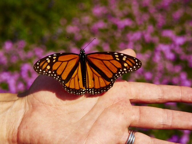A butterfly at the Natural History Museum in Los Angeles.
