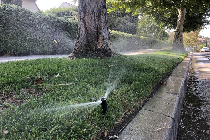 A close up of a sprinkler spraying grass along a sidewalk. Tree trunks rise from the grass between the sidewalk and the curb.