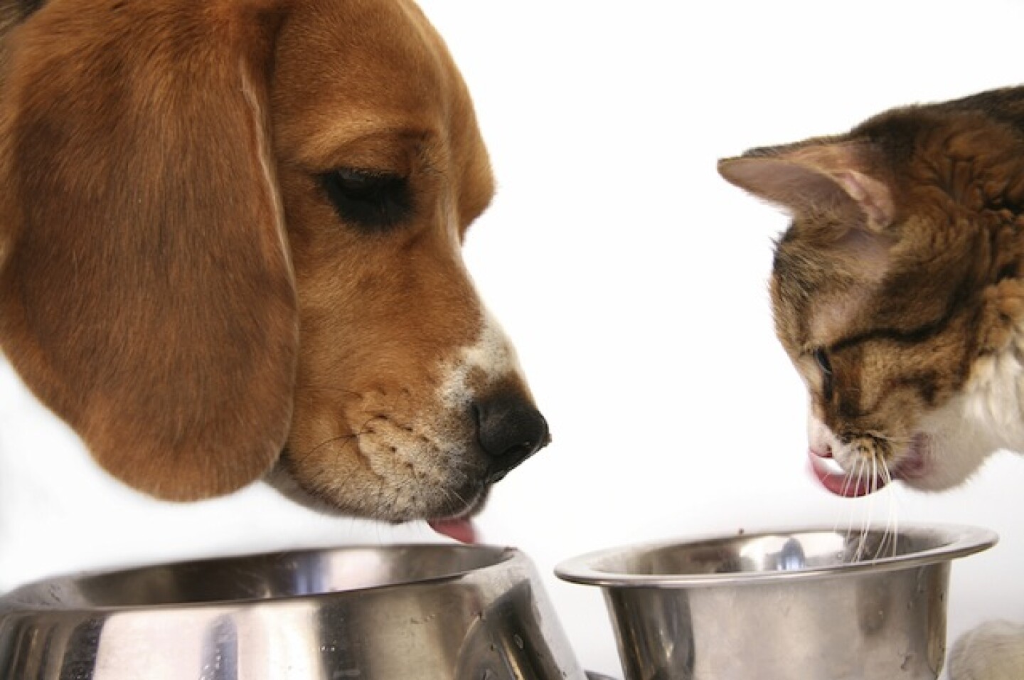 dog-cat-food.jpg
