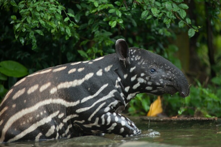 tapir-shutterstock.jpg