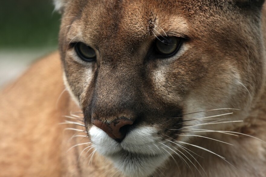 mountain_lion_shutterstock.jpg