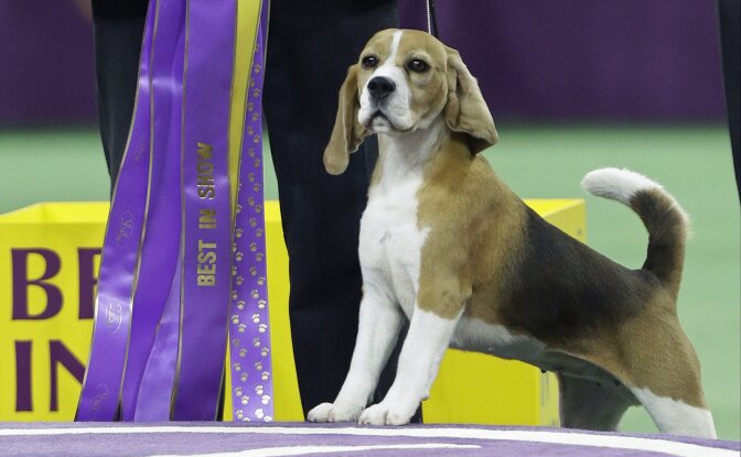 The divine Miss P, a 15-inch beagle, took best in show honors at the Westminster Kennel Club dog show Tuesday in New York.