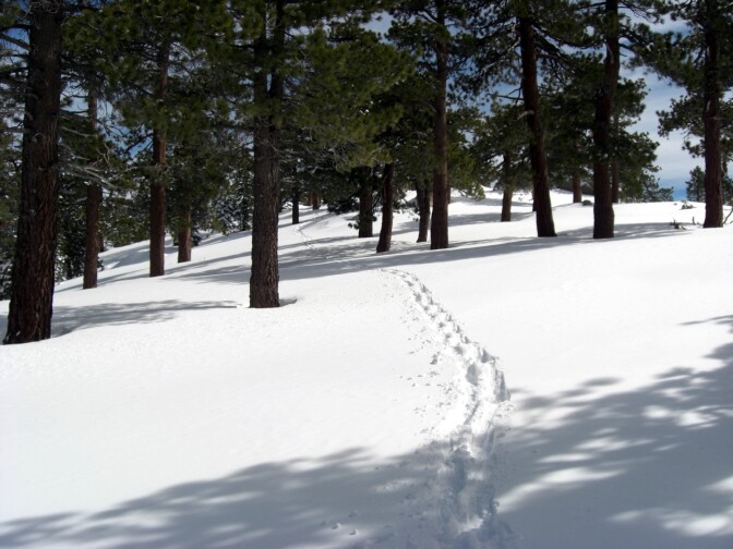 Thanks to two feet of fresh snow this week and more predicted for the coming week, the Mt. Washington ski area will reopen for the first time in four years.