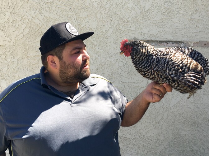 Comedian Danny Lobell in his backyard with Peacock, his pet chicken.