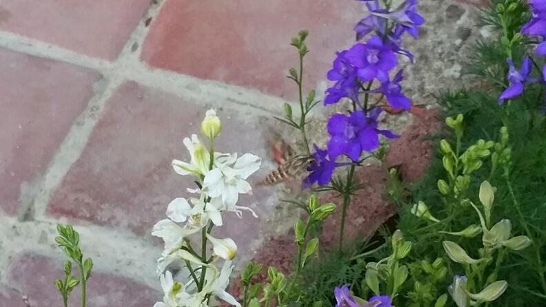 #ISeeChange: A sphinx moth in Enrique Vergara's mother's backyard, in Victorville. Vergara wonders," are these moths supposed to be here?
