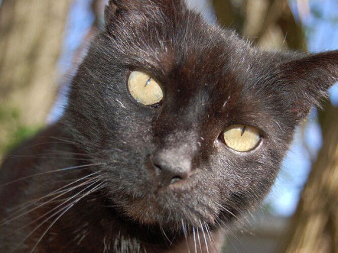 A black cat stares into the lens of a camera. A UC Berkeley study says that stereotypes about a cat's fur color can affect whether or not a cat is adopted. 