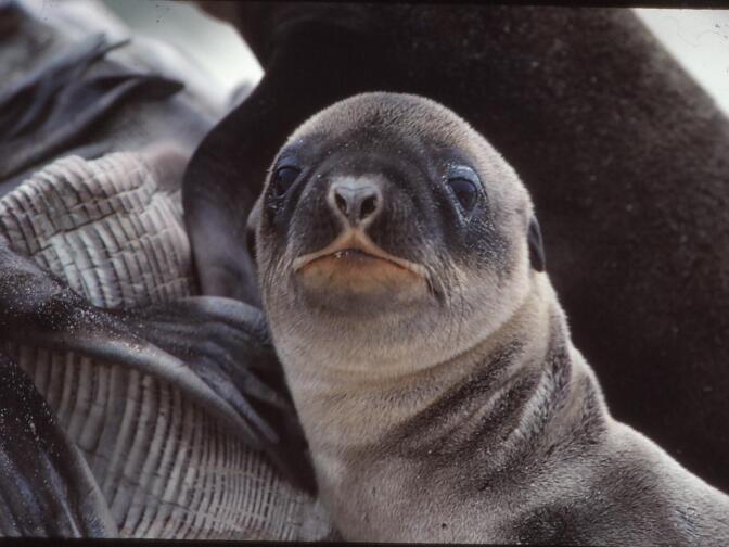 A baby sea lion on San Miguel Island on June 7, 2014.