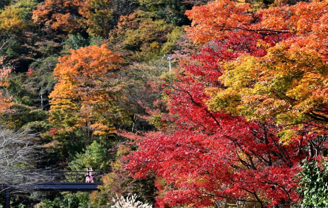 People walk past trees in autumn in Hakone, Kanagawa prefecture, some 100 kilometers west of Tokyo, on November 17, 2016.