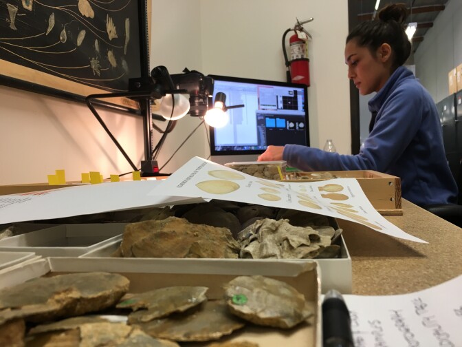 Cambria Rodriguez is busy photographing fossils. She's very careful to get the best picture possible so future scientists can use the images in their research.