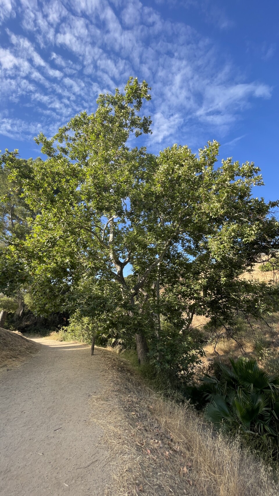 A tree growing next to a dirt path.